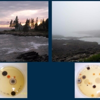 Microbial Ecology of Fog
